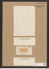 Cymatopleura elliptica (Breb.) W. Sm. (de-Toni-Nr.: Genus 54, Species 2410) Zeichnungen Sammlung Grunow Nr. 4858 (NHMW-BOT-W0373036)